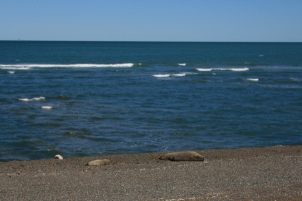 Puerto Madry & Peninsula Valdes