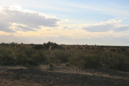 Puerto Madry & Peninsula Valdes