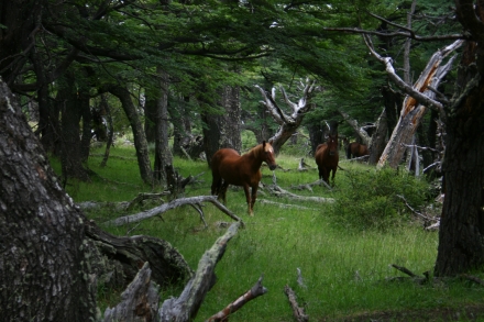 Parque Nacional los Glaciares